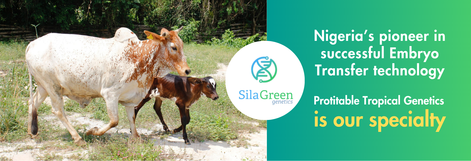 https://silagreengenetics.com/wp-content/uploads/2026/05/silagreen_embryo_mkt.pdf